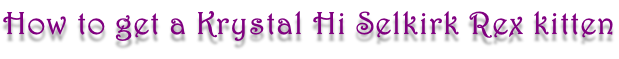 How to get a Krystal Hi Selkirk Rex kitten
